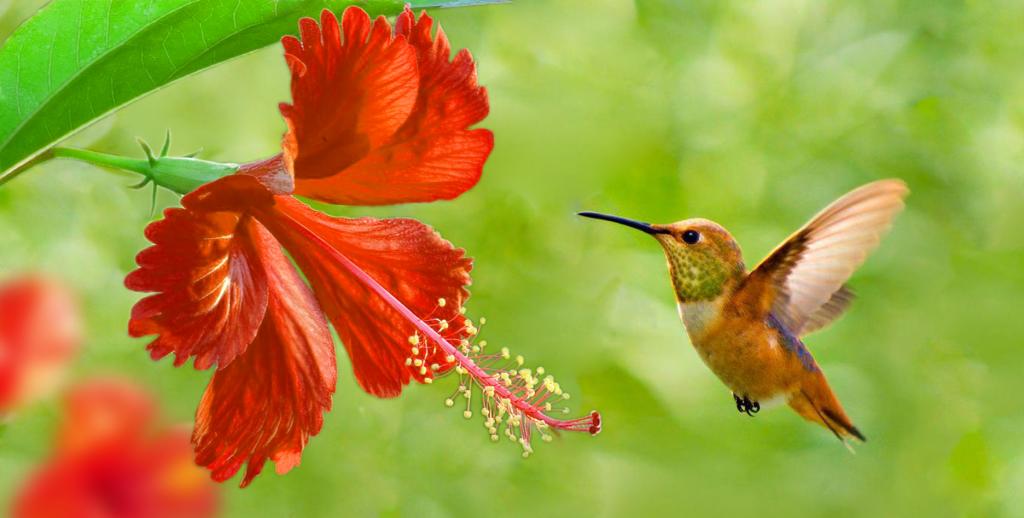 Le Mouvement Colibris Manashanti Yoga
